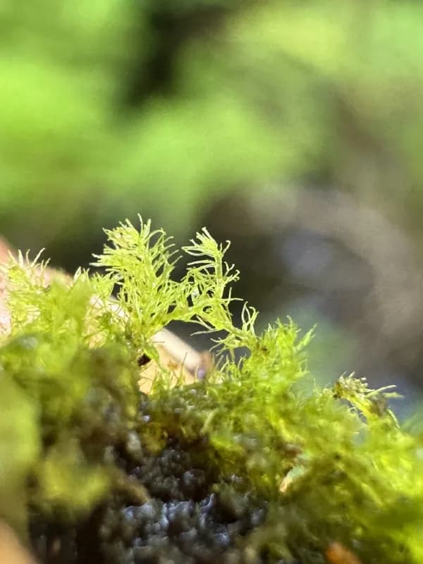 Photo of Blepharostoma arachnoideum