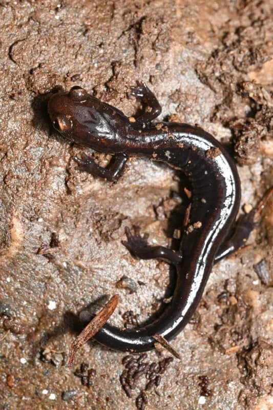 Photo of Plethodon elongatus