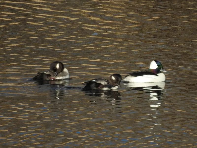 Photo of Bucephala albeola