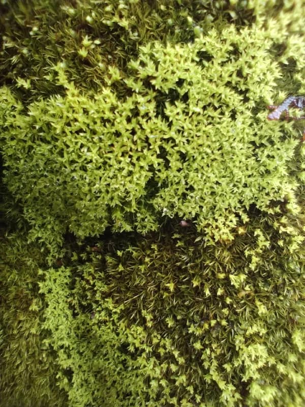 Photo of Anoectangium aestivum