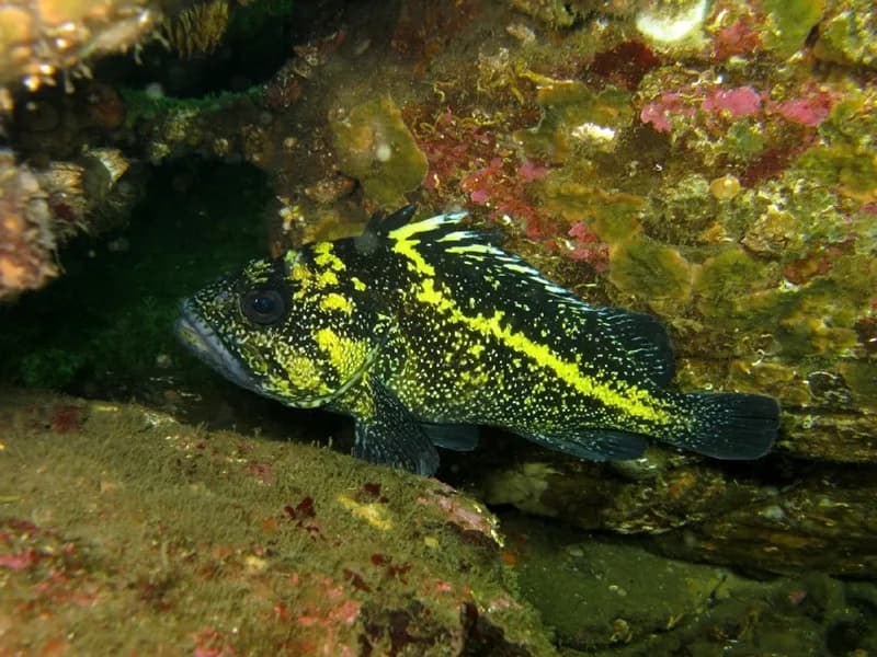 Photo of Sebastes nebulosus