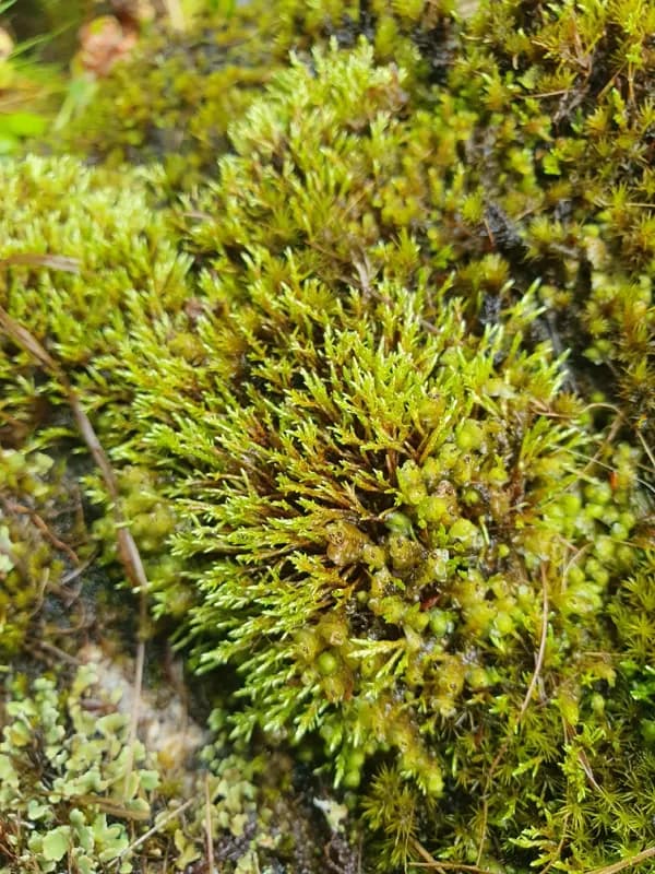 Photo of Anomobryum julaceum