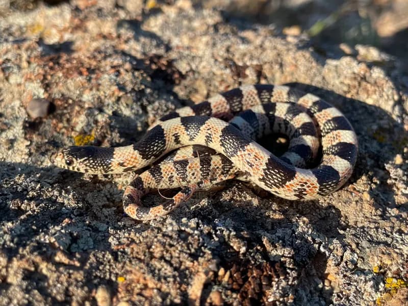 Photo of Rhinocheilus lecontei