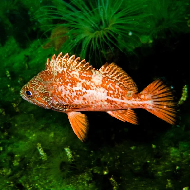 Photo of Sebastes miniatus