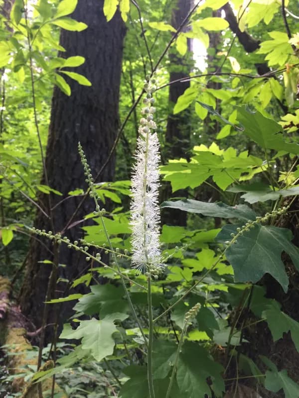 Photo of Actaea elata var. elata
