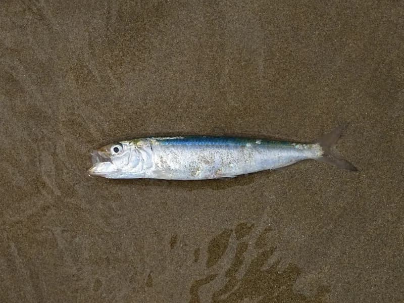 Photo of Sardinops sagax