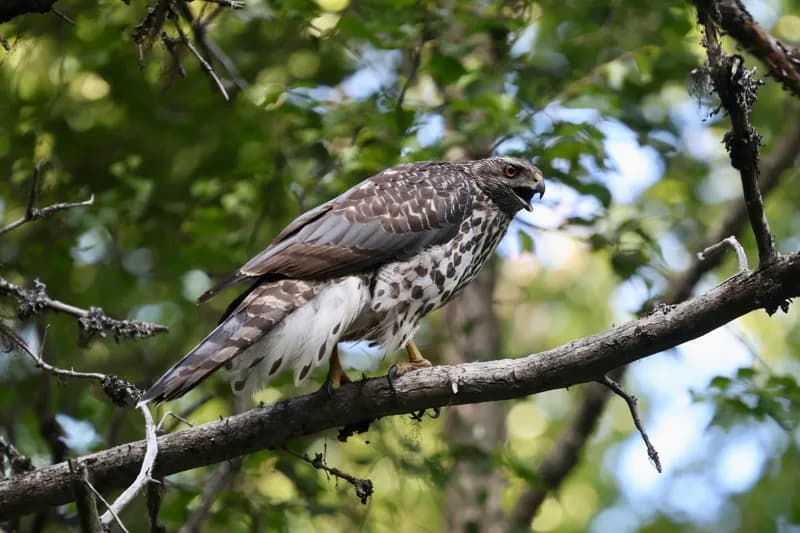 Photo of Astur atricapillus
