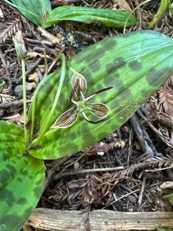 Photo of Scoliopus bigelovii