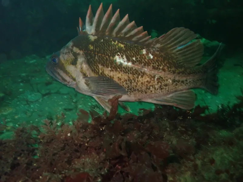 Photo of Sebastes caurinus