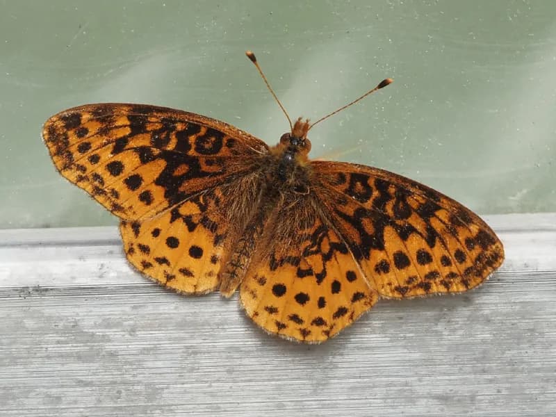 Photo of Boloria bellona