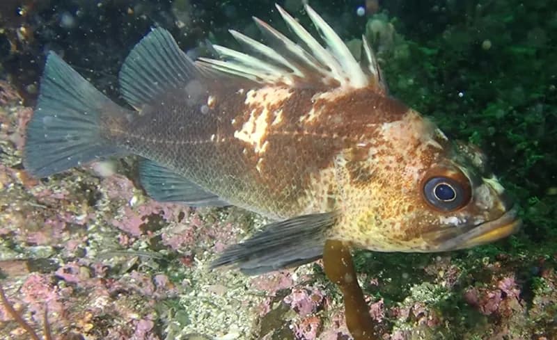 Photo of Sebastes maliger