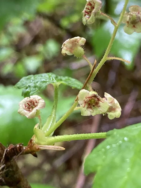 Photo of Ribes laxiflorum