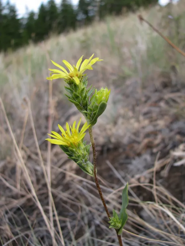 Photo of Pyrrocoma scaberula