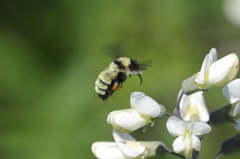 Photo of Bombus fervidus