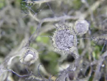 Photo of Anaptychia crinalis