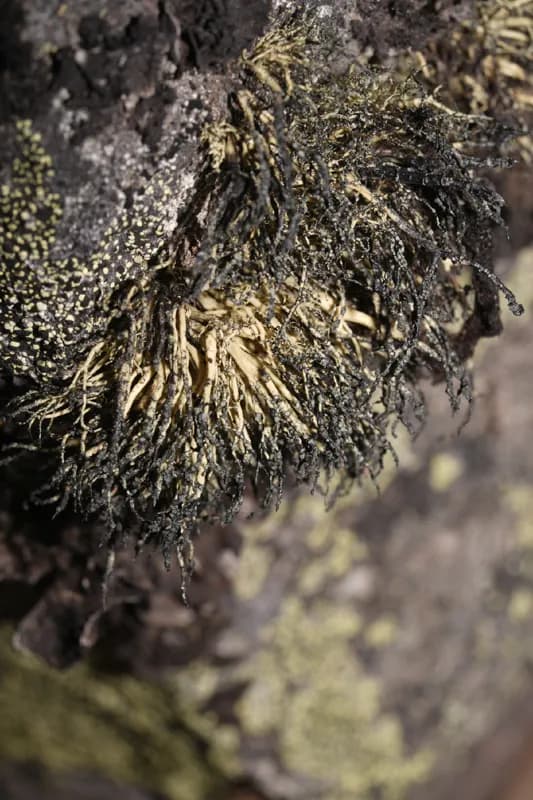 Photo of Usnea lambii