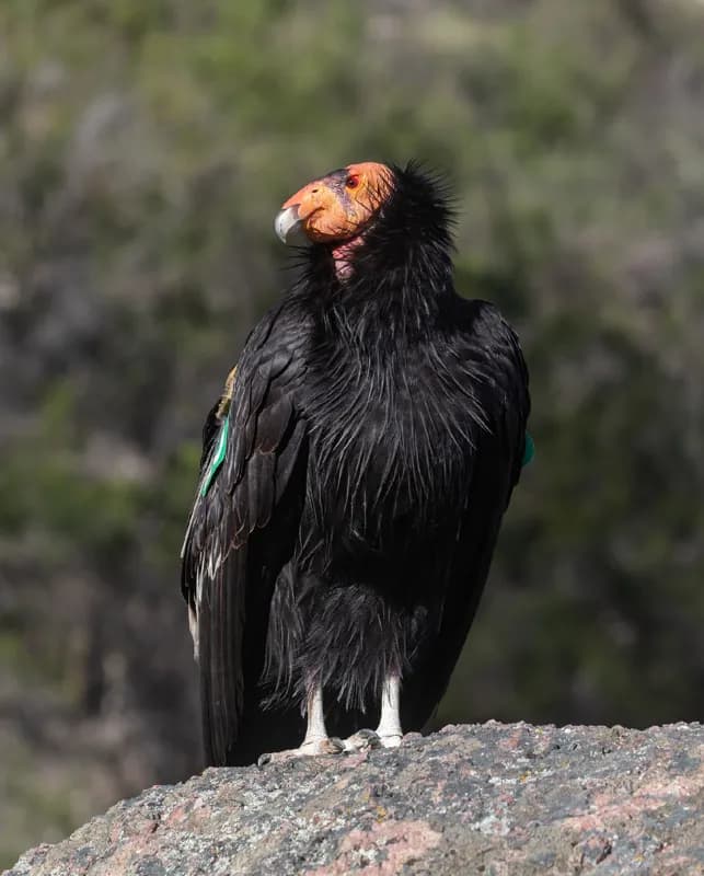 Photo of Gymnogyps californianus