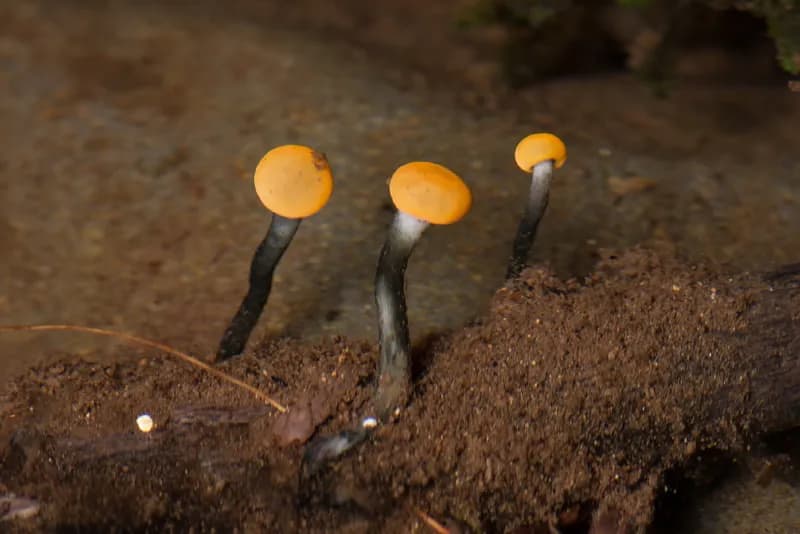 Photo of Vibrissea truncorum