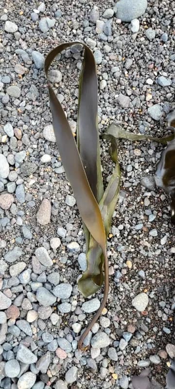 Photo of Laminaria longipes