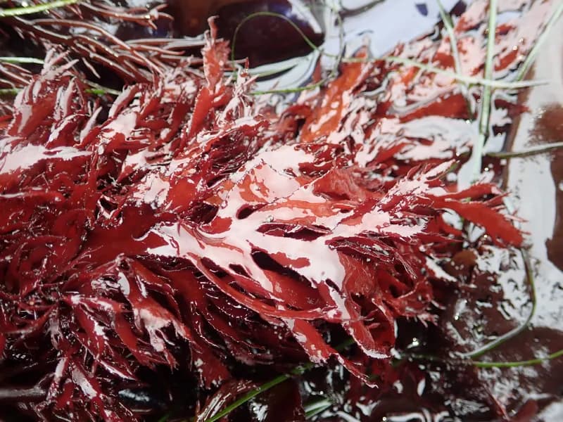Photo of Farlowia compressa