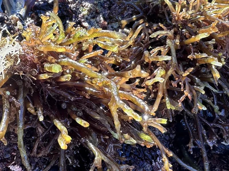 Photo of Neogastroclonium subarticulatum