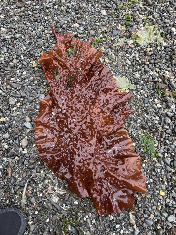 Photo of Sparlingia pertusa