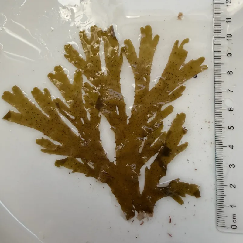 Photo of Dictyota binghamiae