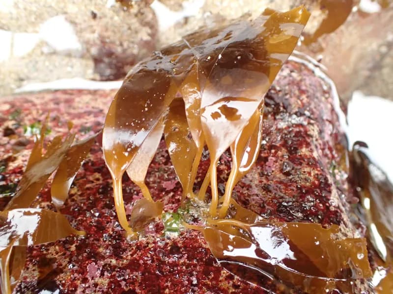 Photo of Laminaria ephemera