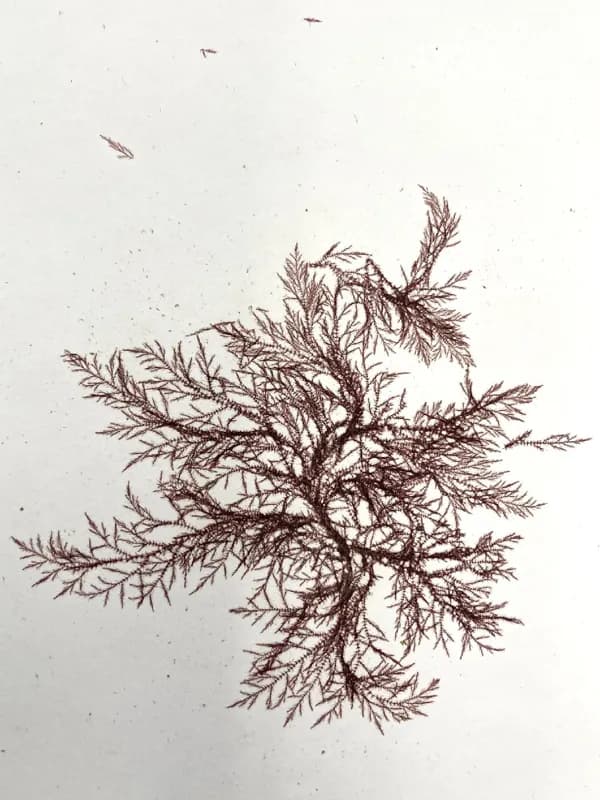 Photo of Hollenbergia subulata