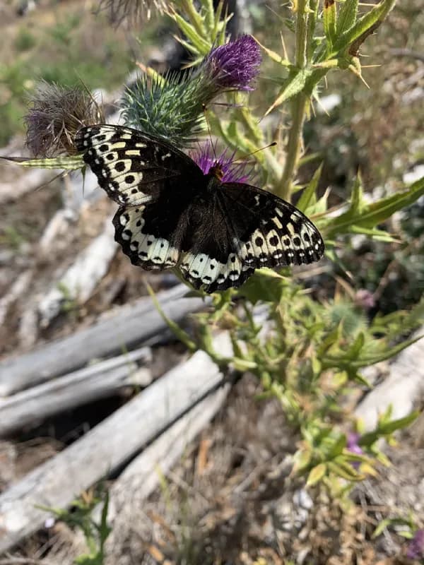 Photo of Argynnis leto pugetensis
