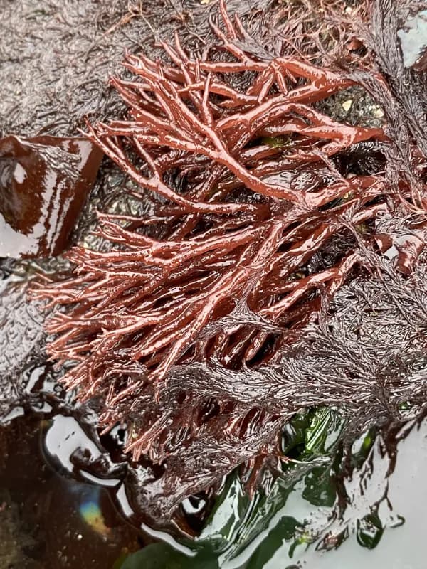 Photo of Scinaia confusa