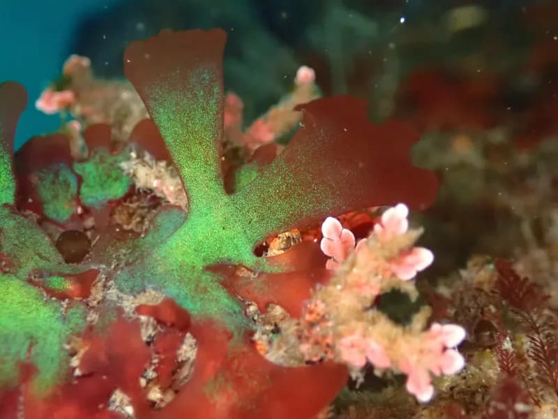Photo of Gloiocladia laciniata