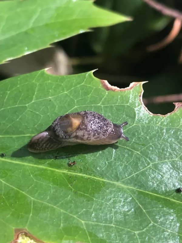 Photo of Hemphillia burringtoni