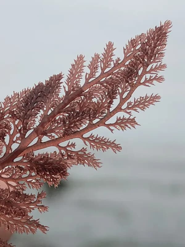 Photo of Ceramothamnion coulteri