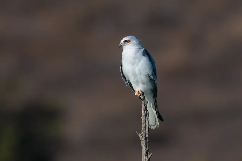 Photo of Elanus leucurus