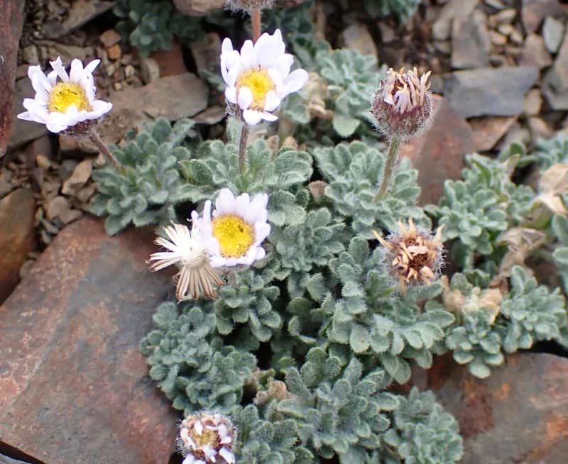 Photo of Erigeron vagus