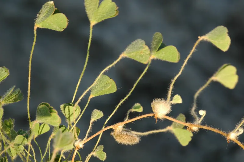 Photo of Marsilea vestita