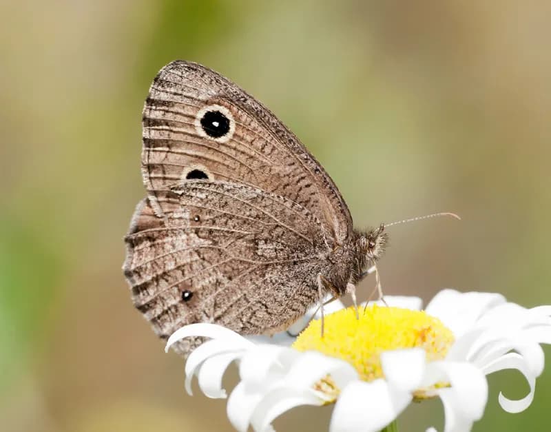 Photo of Cercyonis sthenele