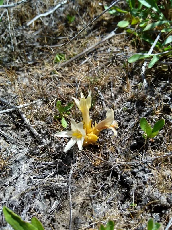 Photo of Aphyllon californicum ssp. grayanum