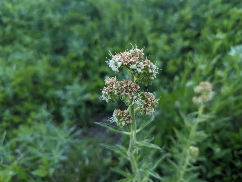 Photo of Phacelia procera