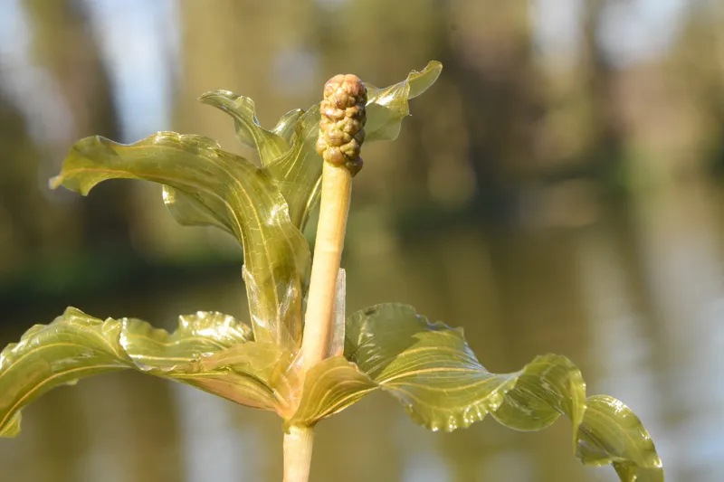 Photo of Potamogeton praelongus