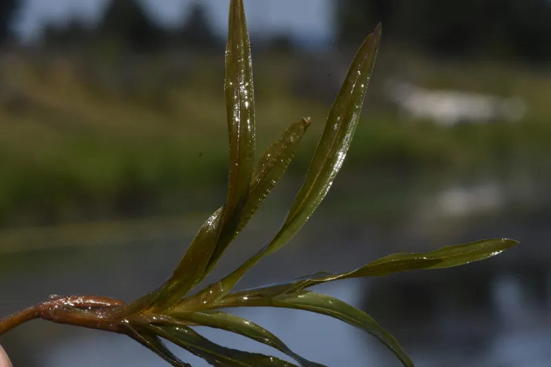 Photo of Potamogeton robbinsii