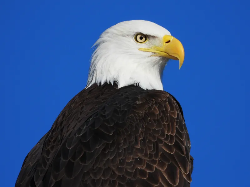 Photo of Haliaeetus leucocephalus