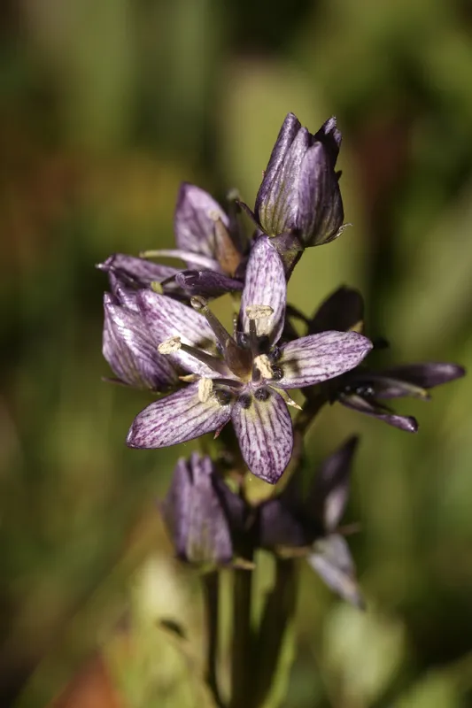 Photo of Swertia perennis