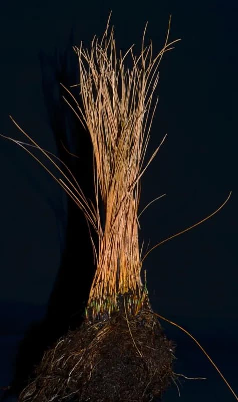 Photo of Trichophorum cespitosum