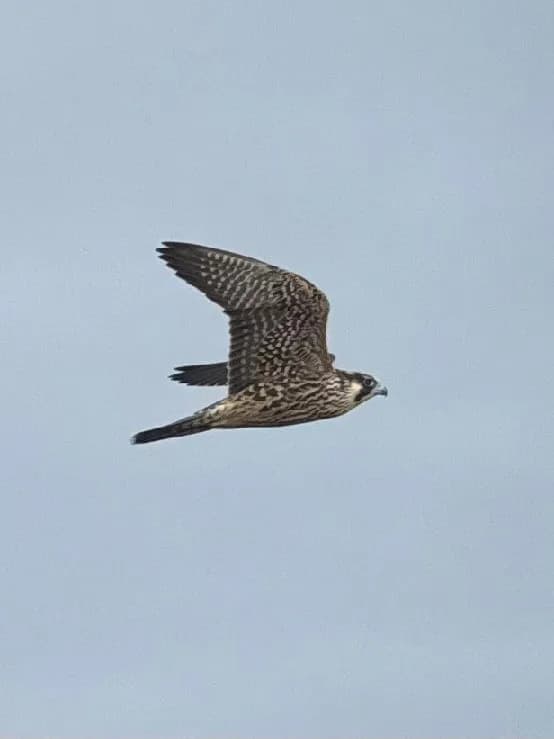 Photo of Falco peregrinus tundrius