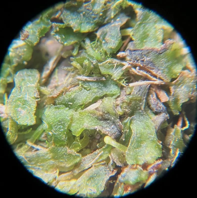 Photo of Phymatoceros phymatodes