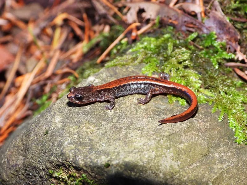 Photo of Plethodon larselli