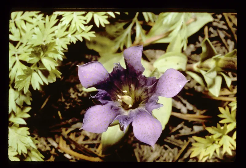 Photo of Gentiana newberryi var. newberryi