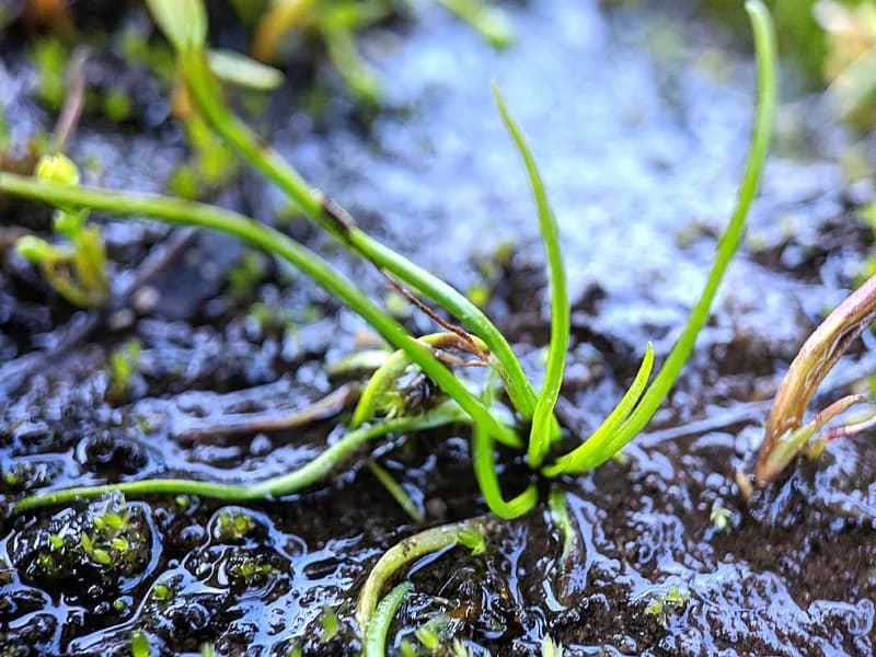 Photo of Isoetes minima